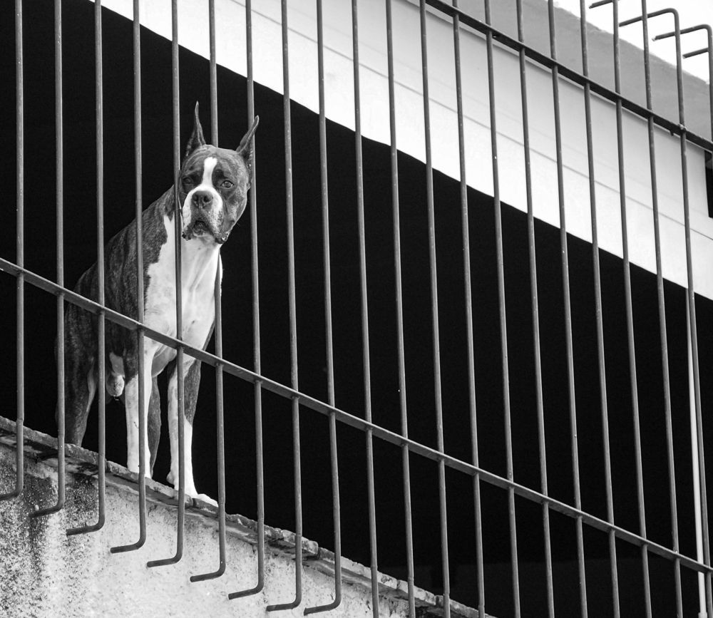 Pagando un crimen que no cometió