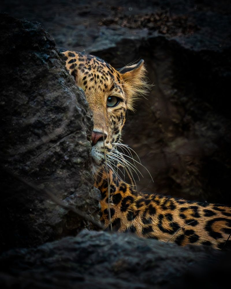 Leopard from Ranthambore