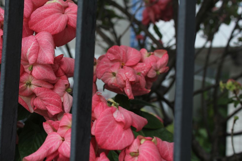 Photograph by CRINALDO REIS