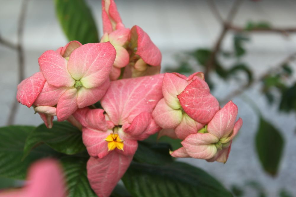 Photograph by CRINALDO REIS