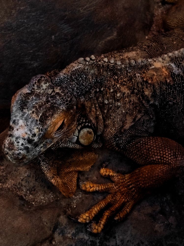 Фотография автора Алиса Исаева