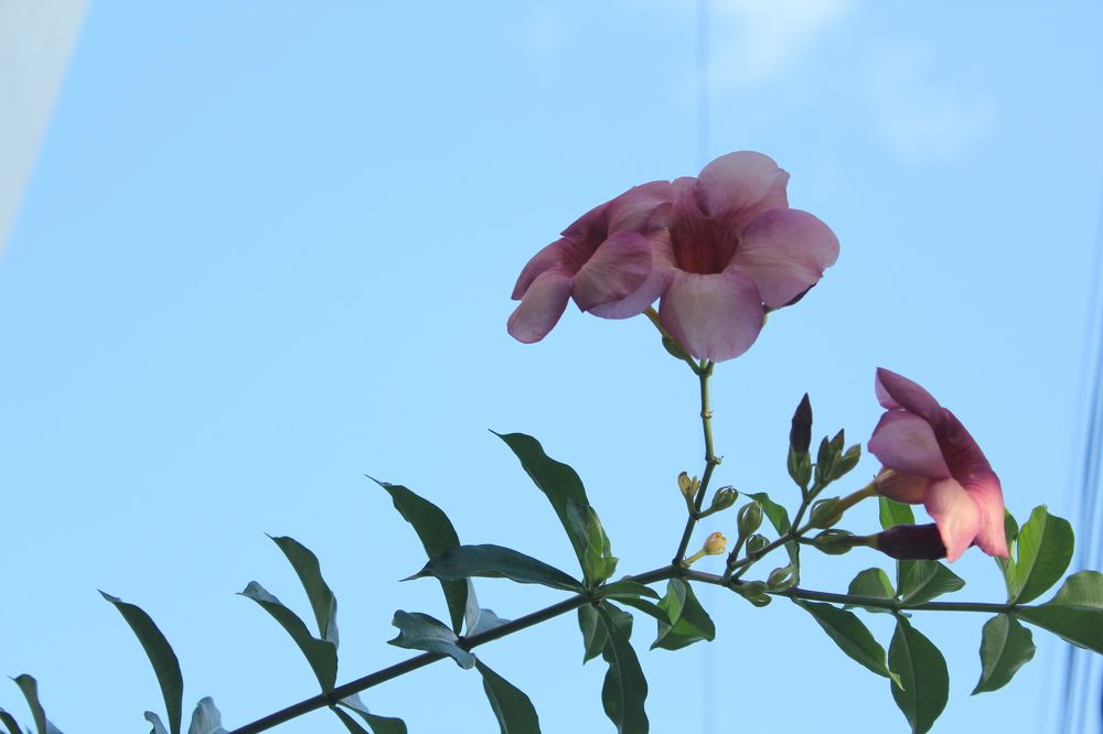 Photograph by CRINALDO REIS