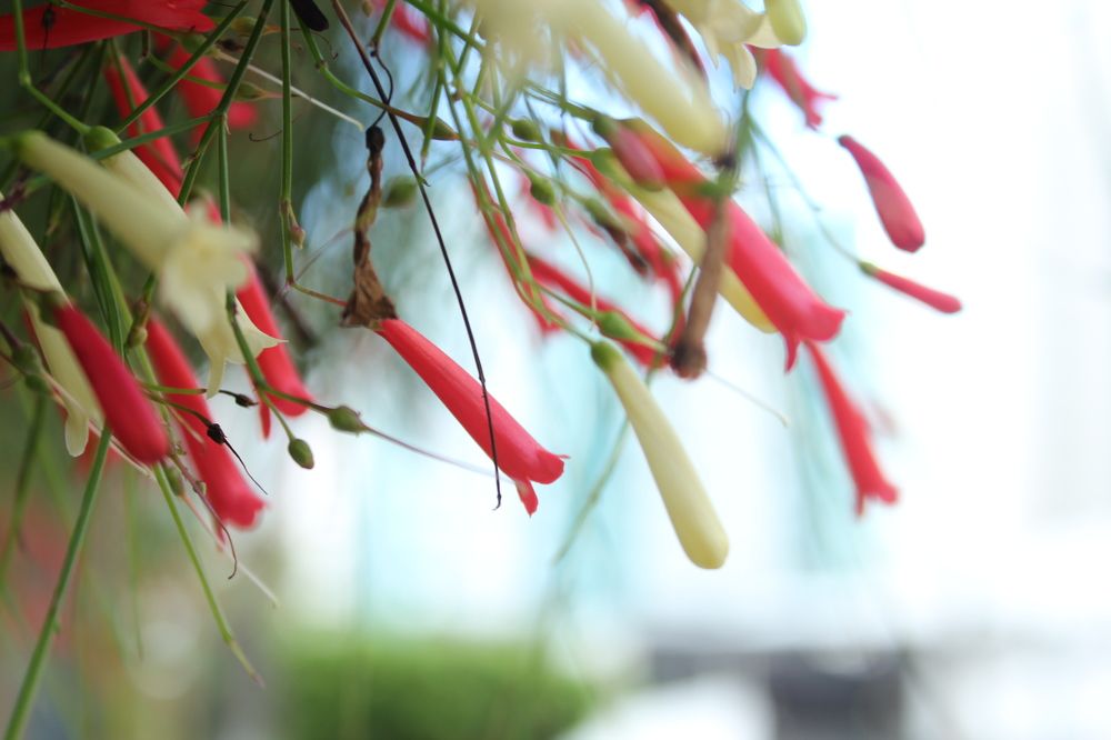 Photograph by CRINALDO REIS