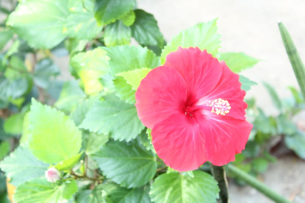 Photograph by CRINALDO REIS