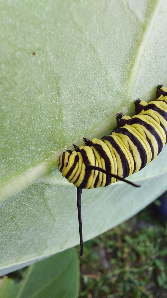 Photograph by CRINALDO REIS