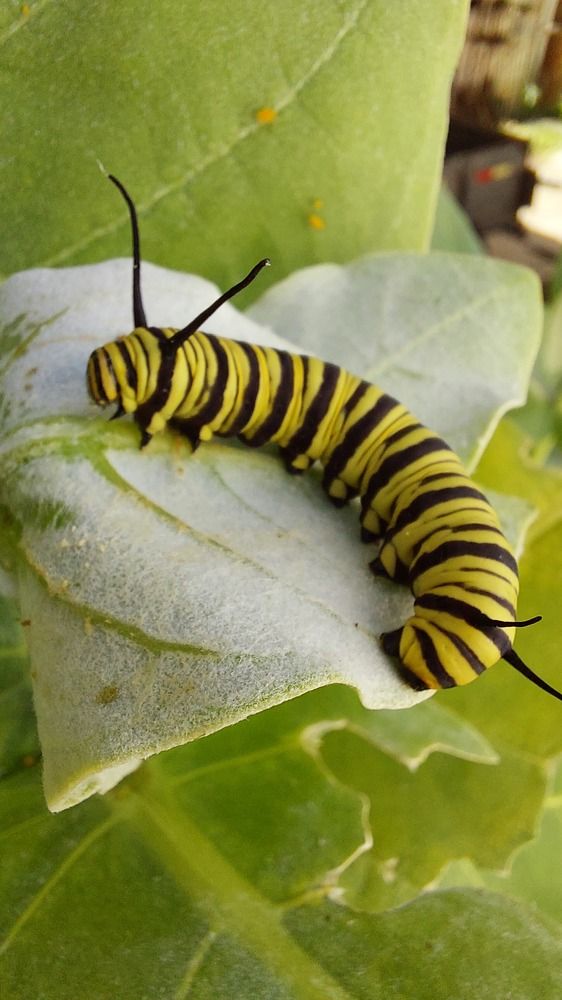 Photograph by CRINALDO REIS