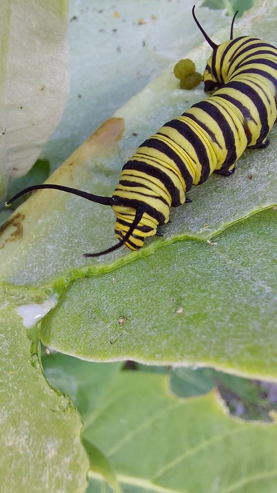 Photograph by CRINALDO REIS