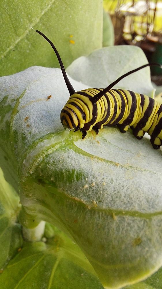 Photograph by CRINALDO REIS