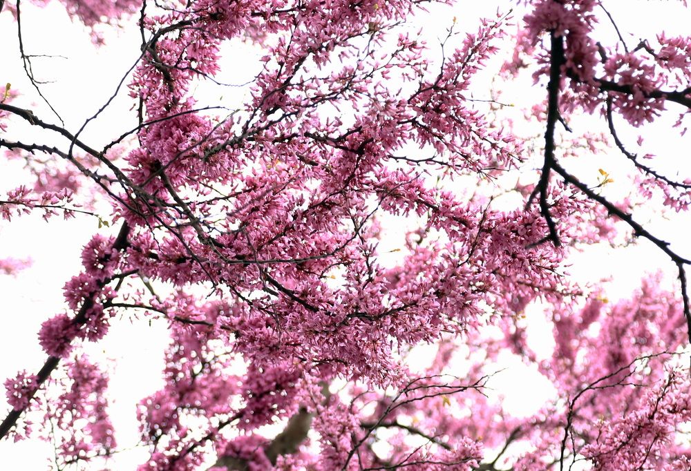 Фотография автора Ирина Якущенко