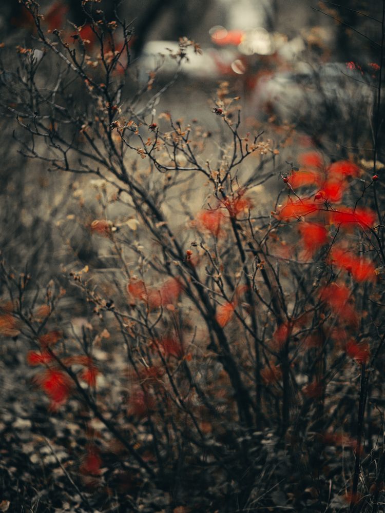 Фотография автора Елена Чиликина