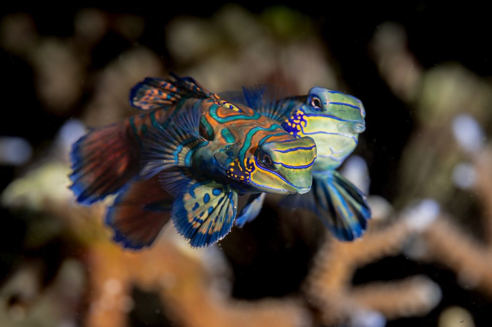 Фотография автора Sebastian Arango