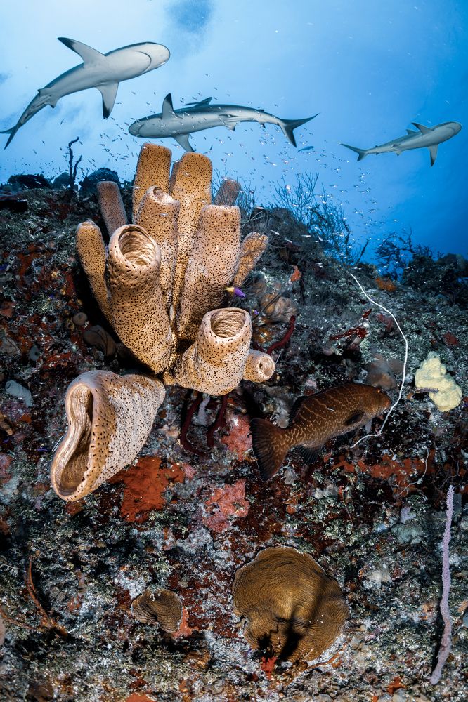 sharpness and I'm not talking about image!