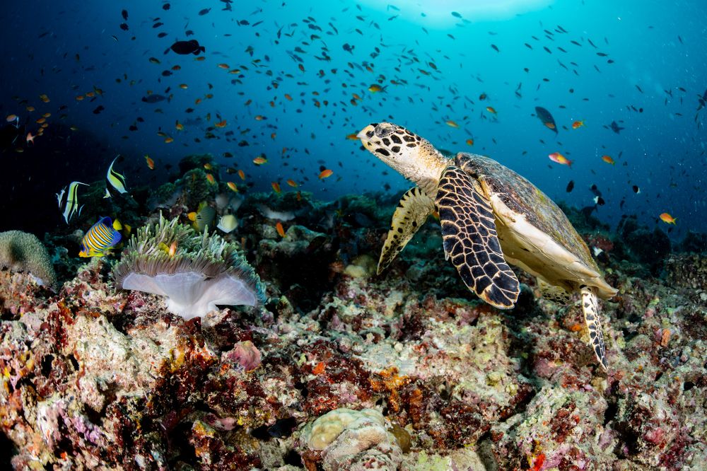 Фотография автора Sebastian Arango