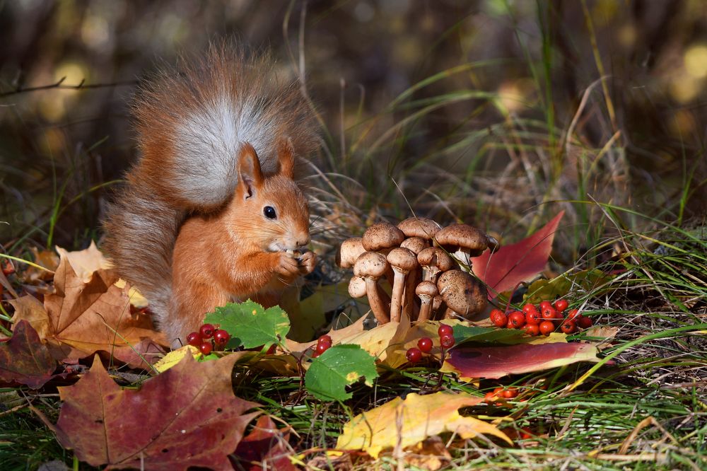 Гриб себе и гриб соседке