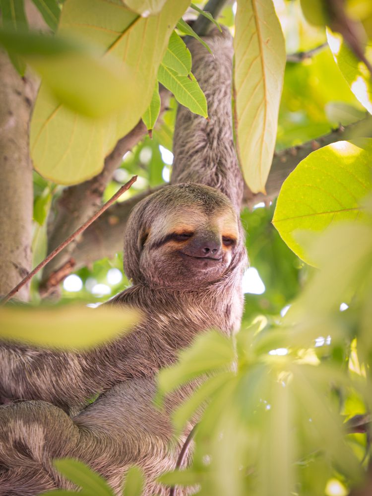 Cuadro de un perezoso