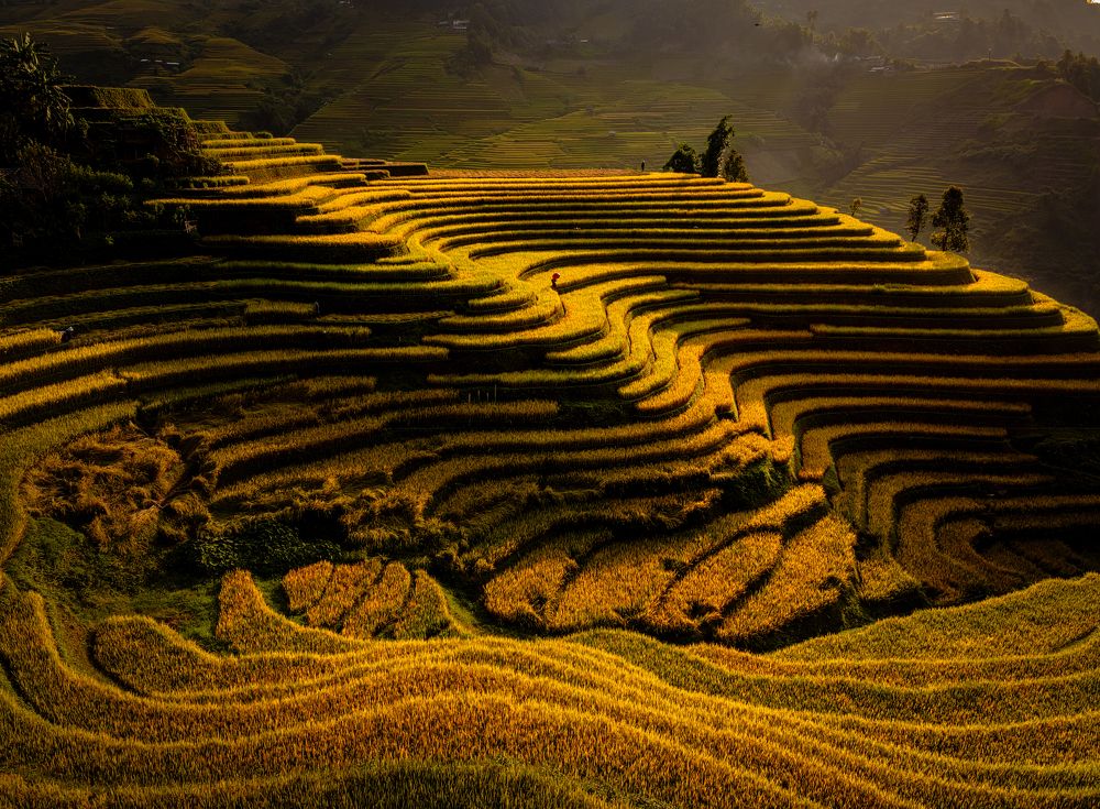 Ripe rice season on terraced fields