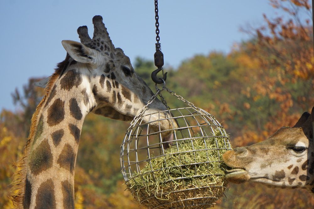 Photograph by Оксана Трофименко