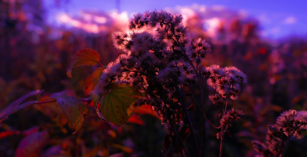 Photograph by Герман Крупенин