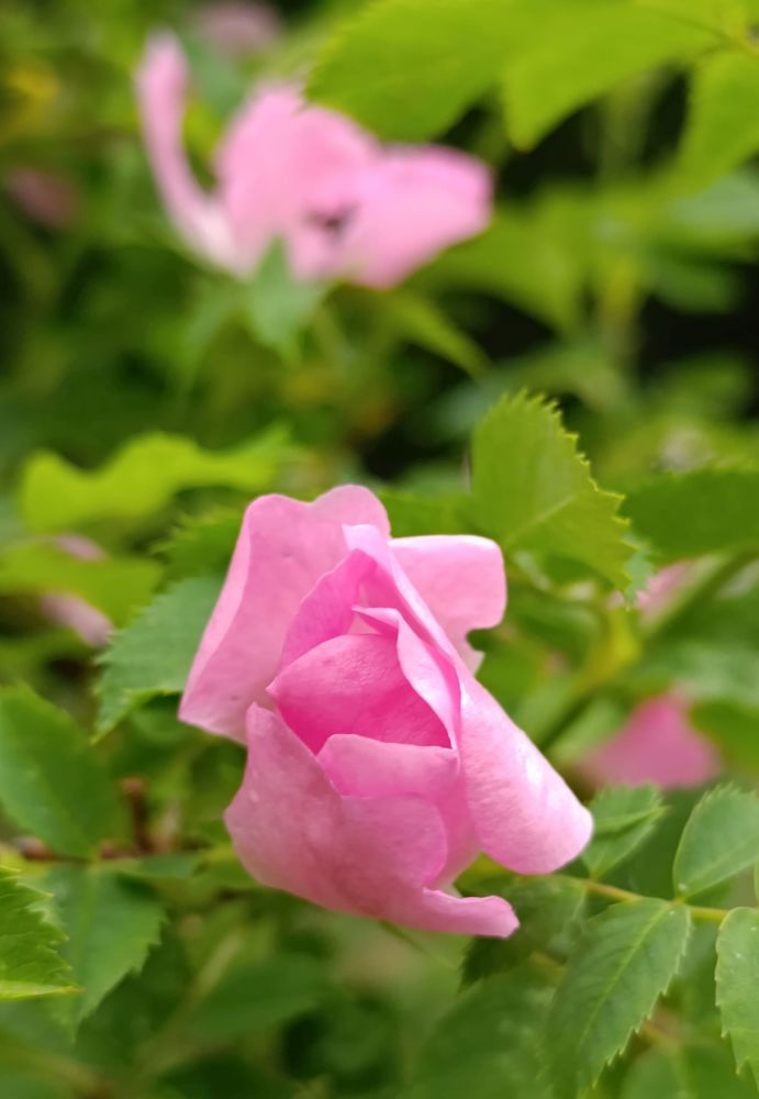 Фотография автора Михаил Бурминский