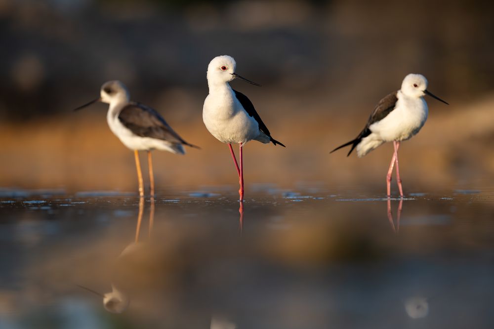 Photograph by Rakshith Avr