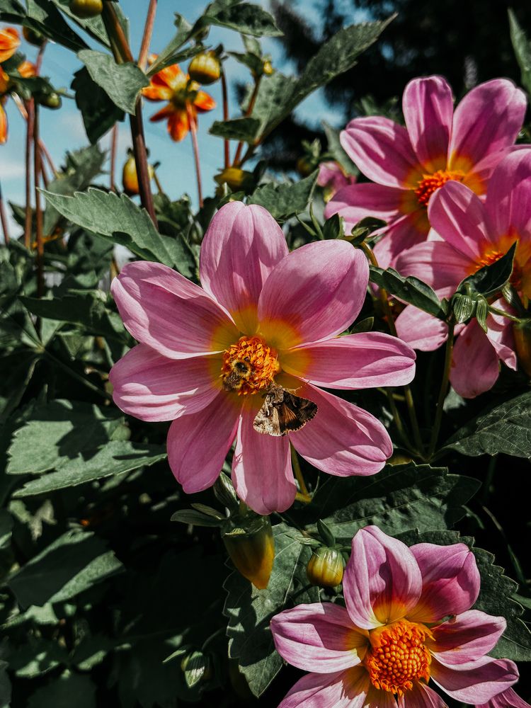 Photograph by Мария Петрова