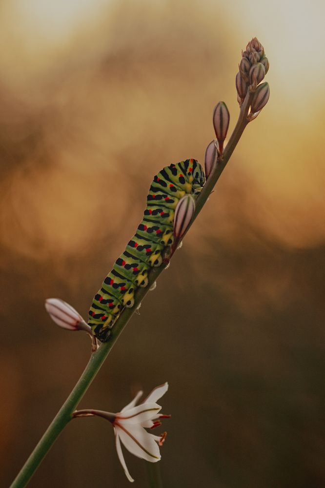 Photograph by Aída Torres