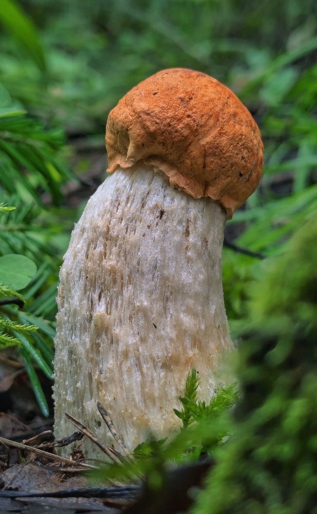 Photograph by Ольга Тимофеева