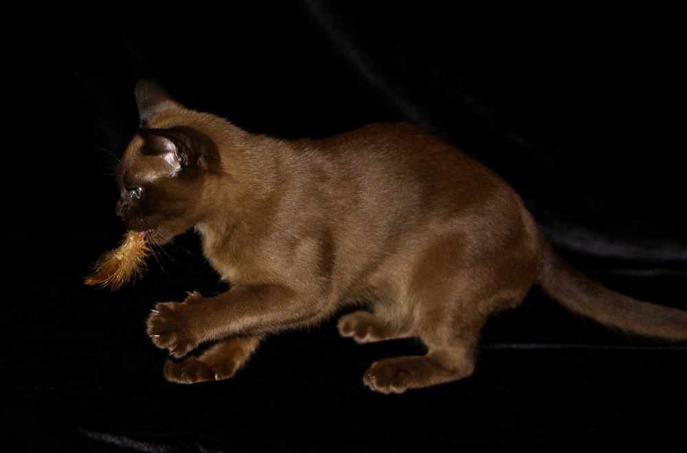 Фотография автора Надежда Лисицына