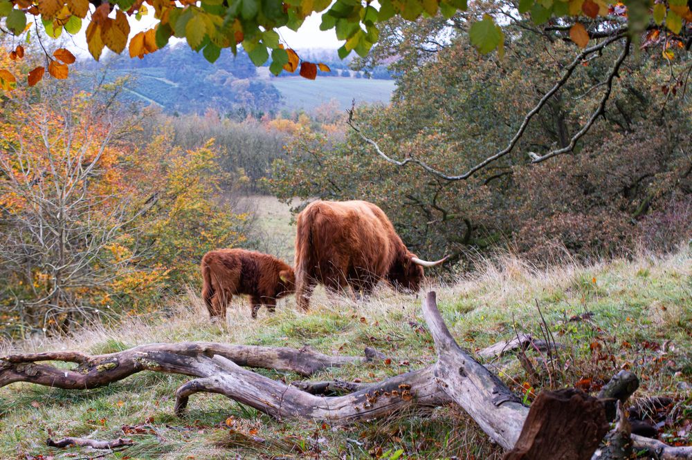 Фотография автора Alyona Madsen