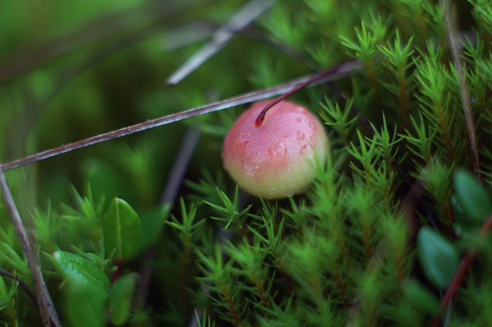 Photograph by Лена Максимкина