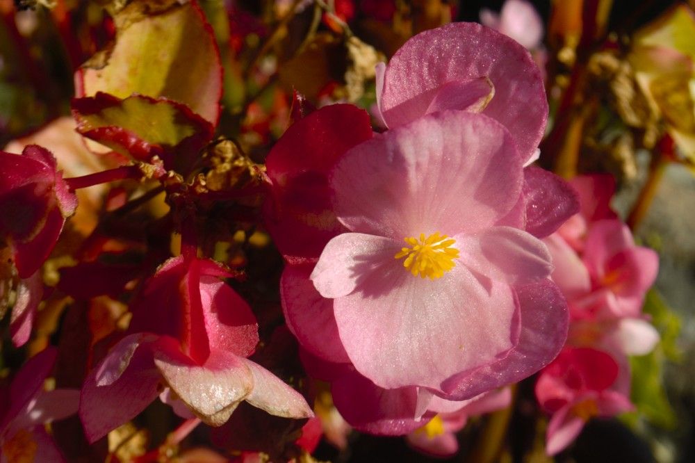 Photograph by Людмила Ваганова