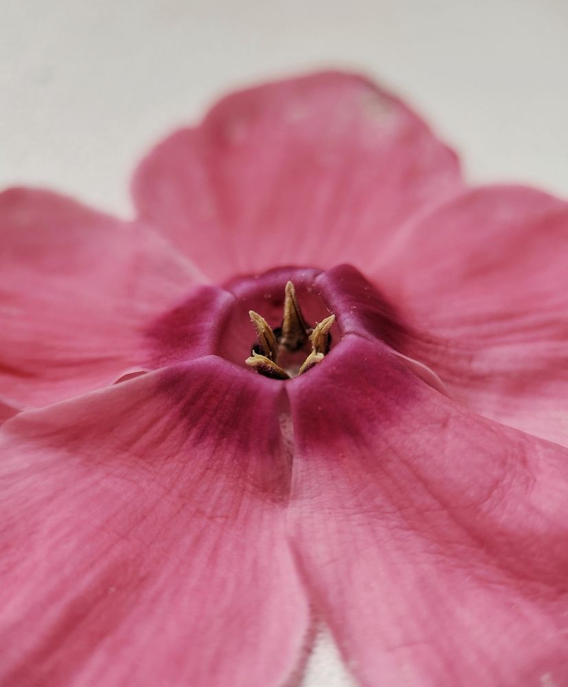 Photograph by Оксана Лоншакова