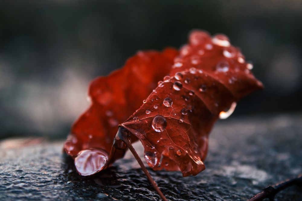 Photograph by Артём Гуцалюк