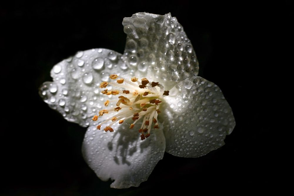 Photograph by Татьяна Бравая