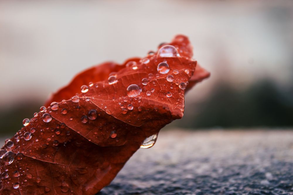 Photograph by Артём Гуцалюк