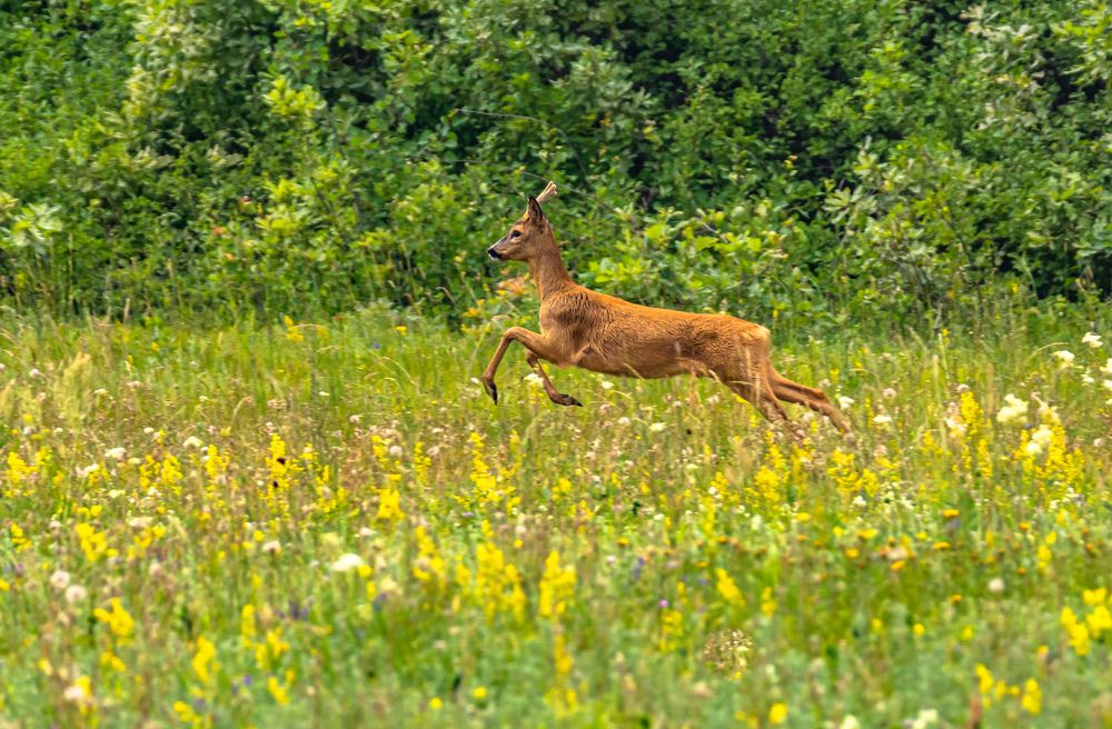 Photograph by Елена Гольдебаева