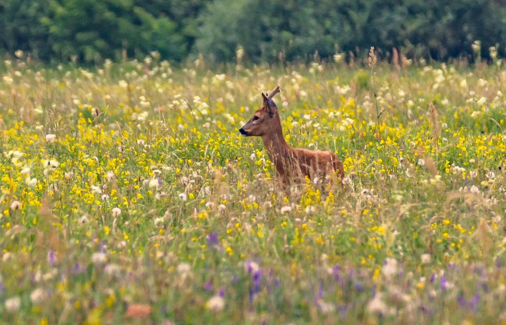 Photograph by Елена Гольдебаева