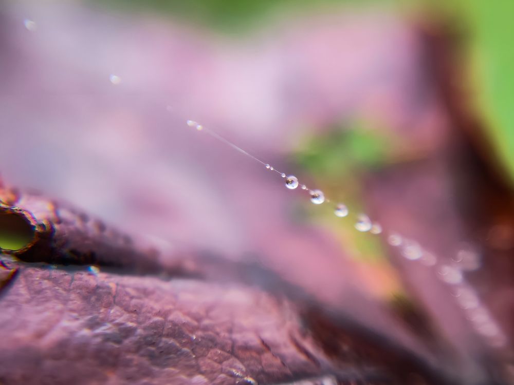 Photograph by Ирина Шибитова