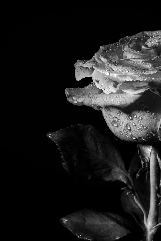 Photograph by Мария Пояскова