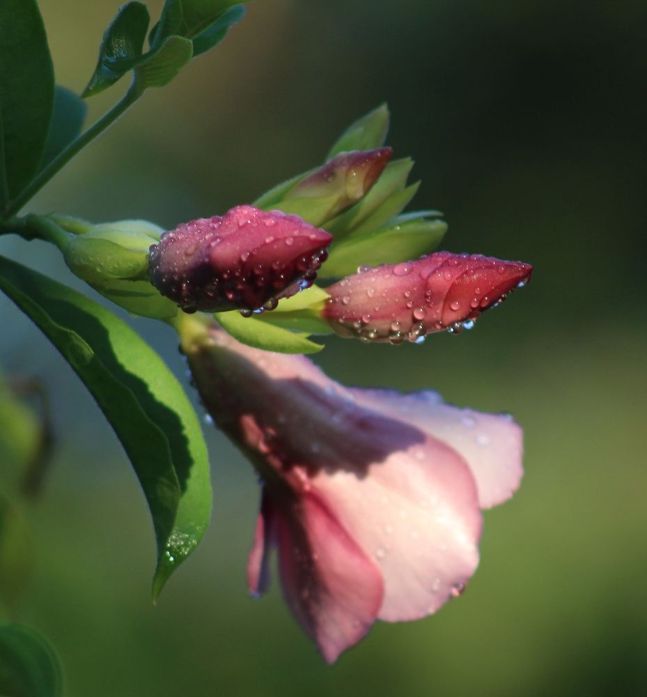 Photograph by Светлана Булыгина