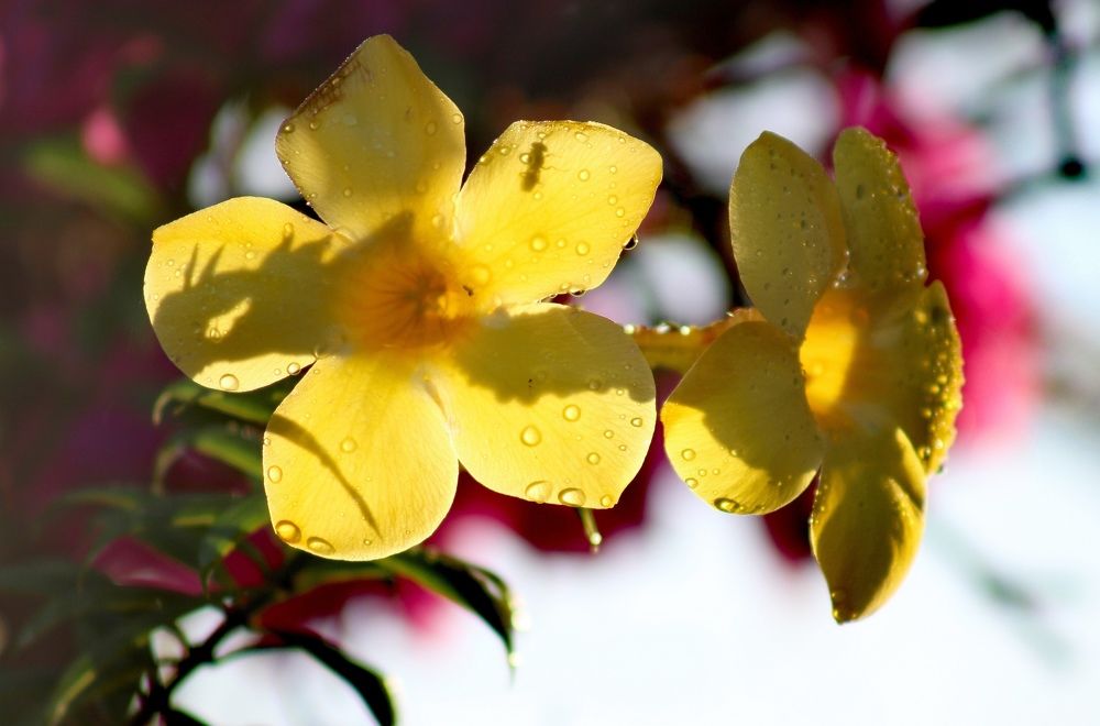 Photograph by Светлана Булыгина