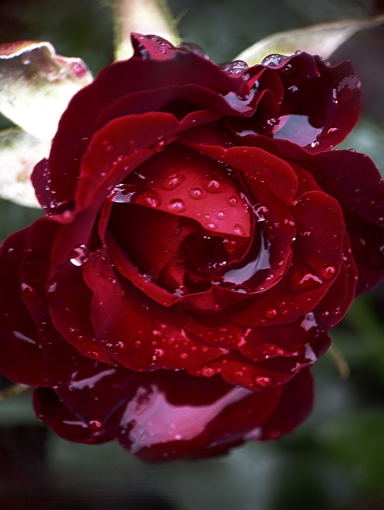 Photograph by Ксения Малютина