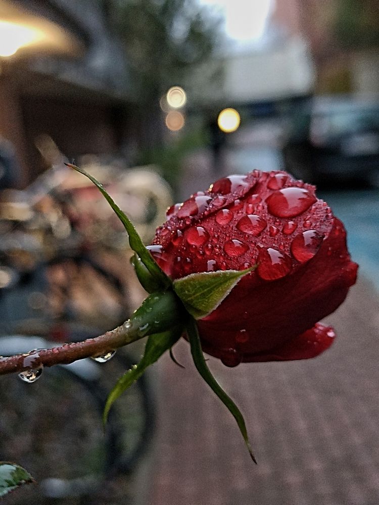 Photograph by Viktoryia М