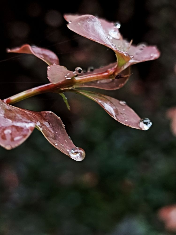 Photograph by Viktoryia М