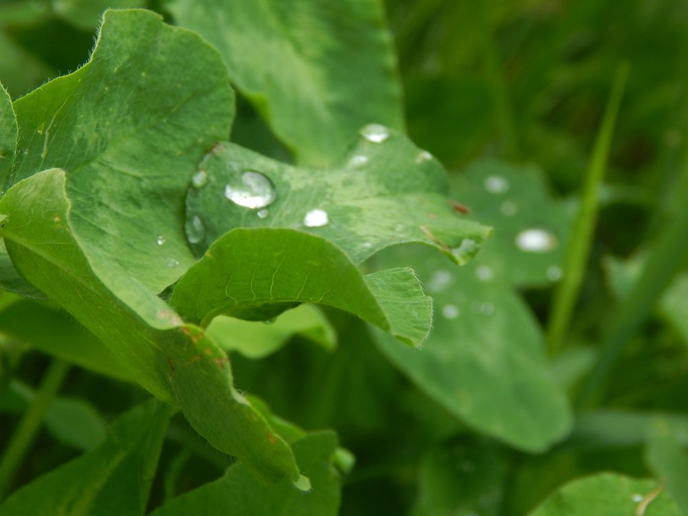 Капли и зелень.