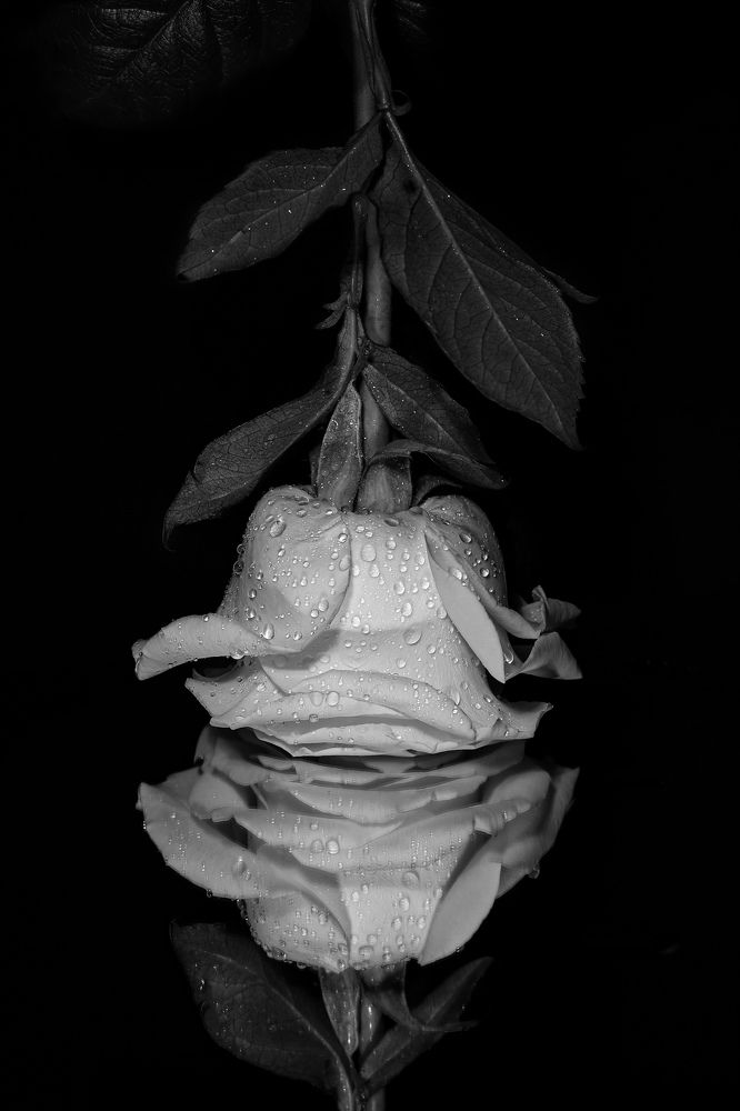 Photograph by Мария Пояскова