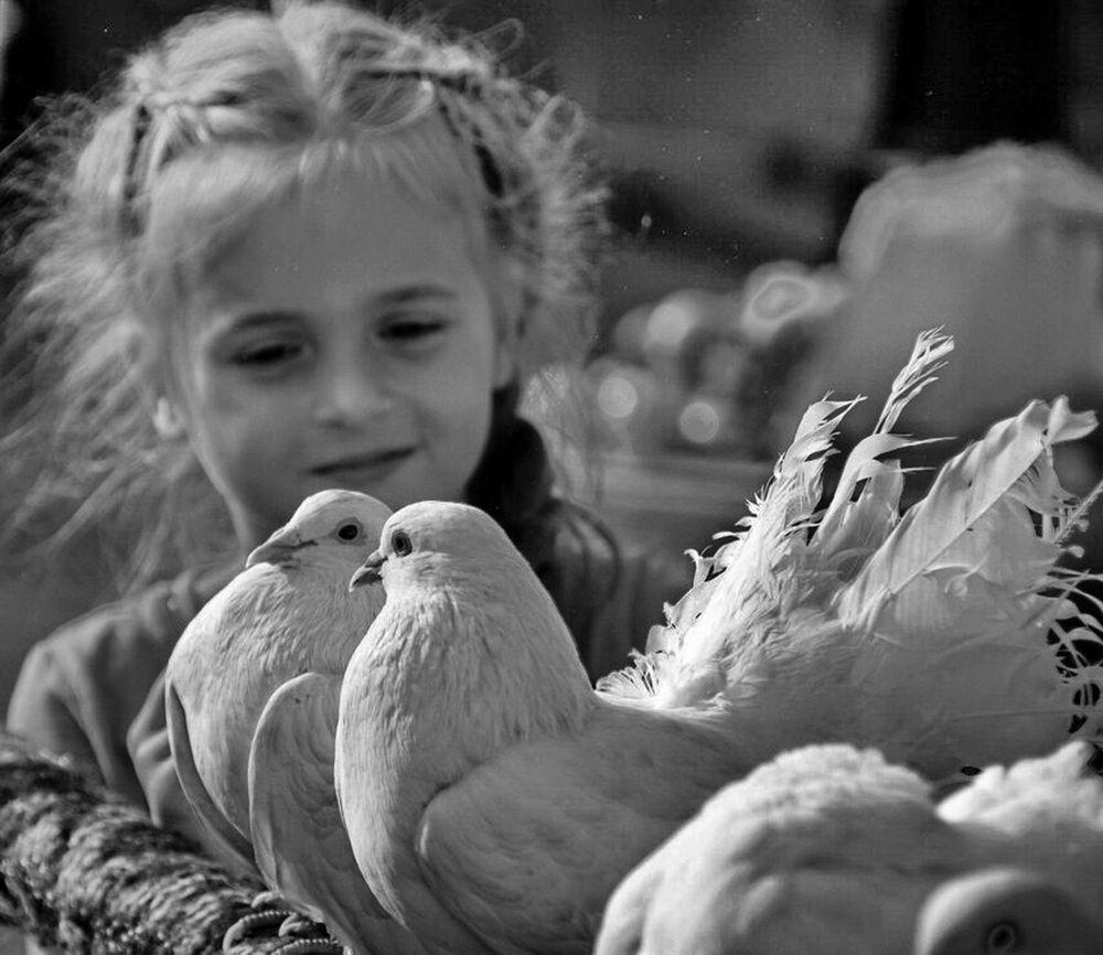 Девочка и голуби