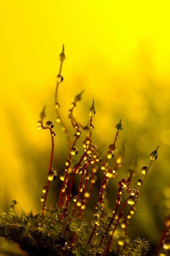 Photograph by Александр Никонофф