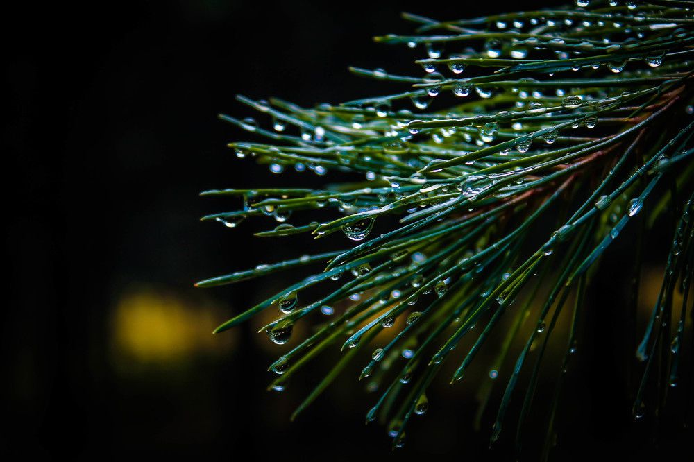 Photograph by Любовь Иванова