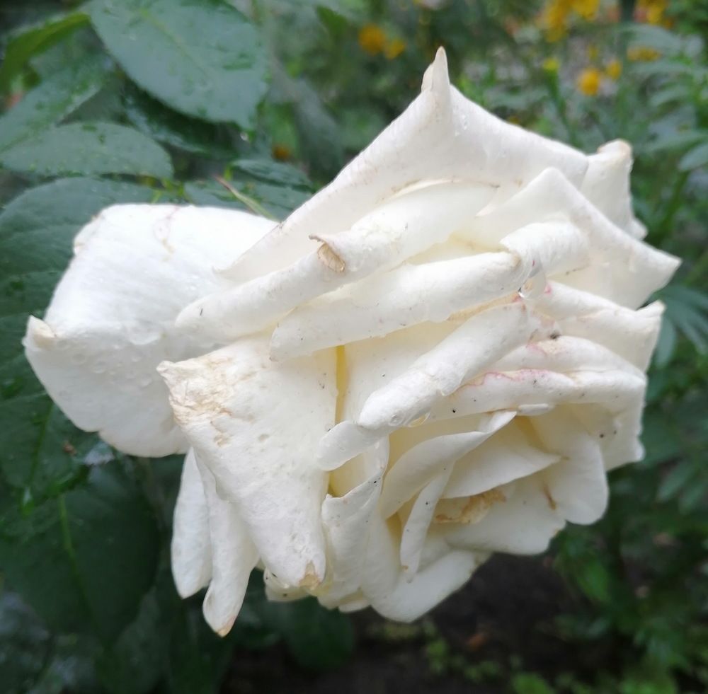 Photograph by Наталия